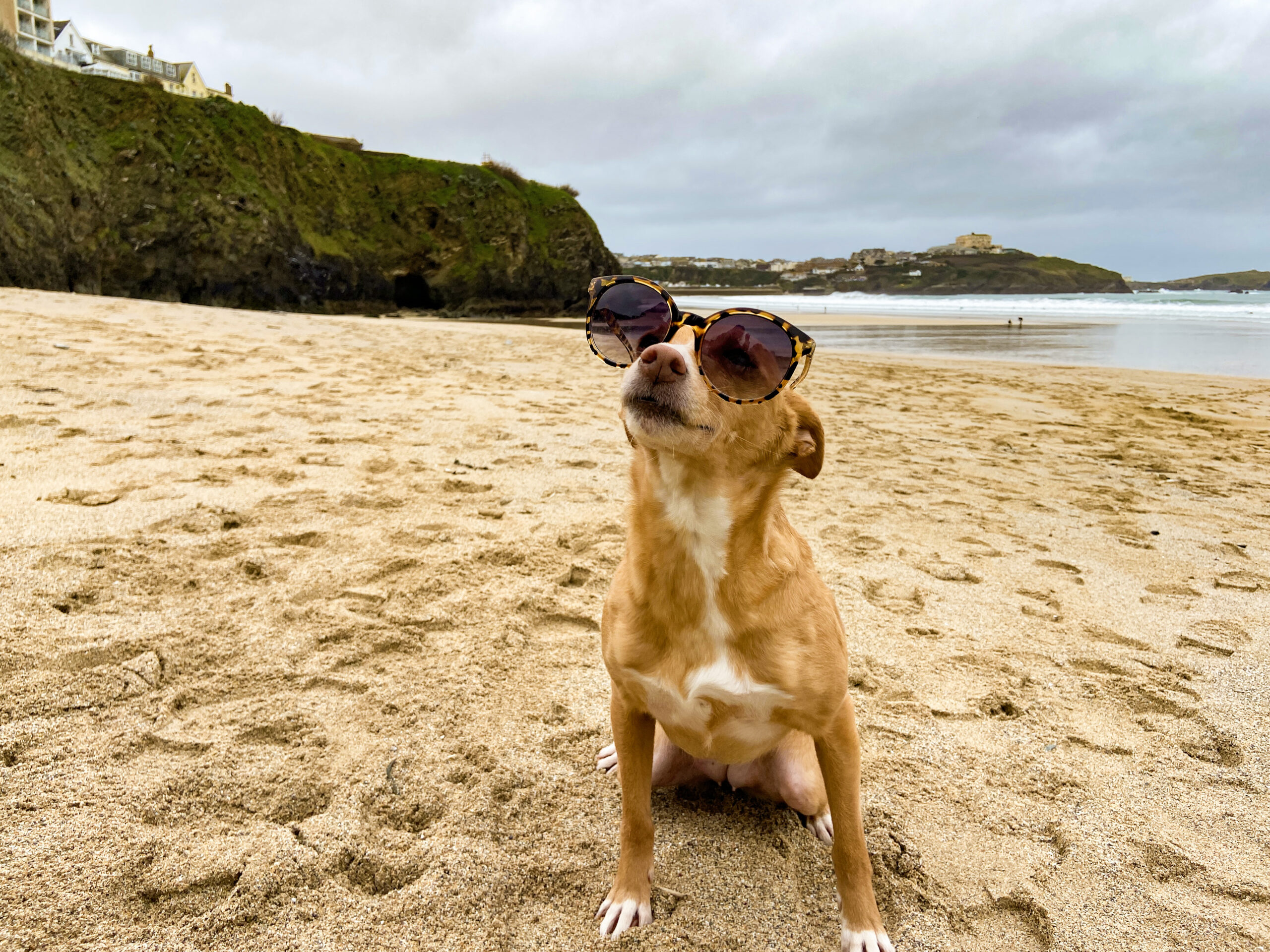 FOUR-LEGGED FRIENDS, Tolcarne Beach Village